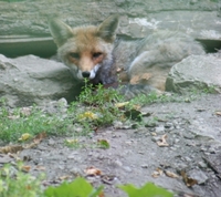 Medium_renard_img_2331